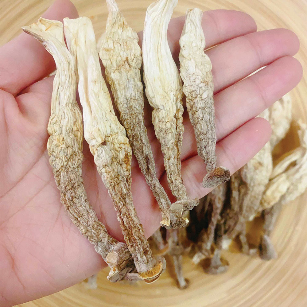 鹿茸菇