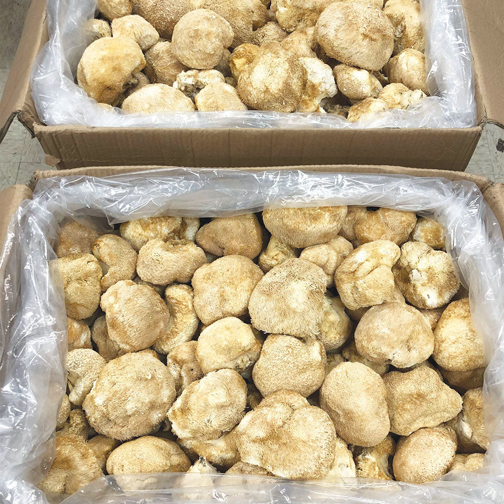【人氣推薦❗限時❗買2包平均$59/包】特大猴頭菇(300克) - 尚禮參茸海味乾貨