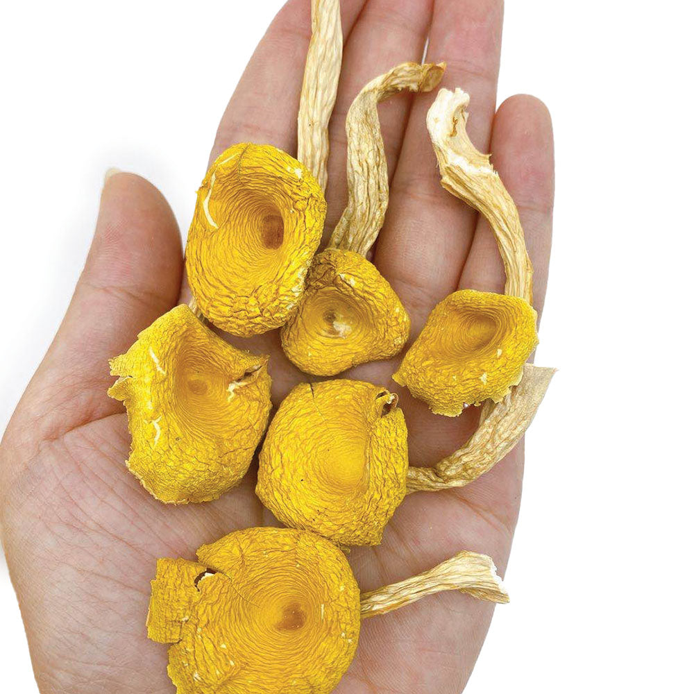 【快閃優惠⭐️買5包平均$29/包】雞油菌 （80克） - 尚禮參茸海味乾貨