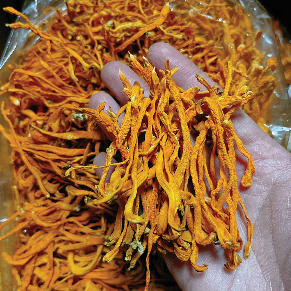 【人氣食材推薦｜買5包平均$39/包】蟲草花 (150克) - 尚禮參茸海味乾貨