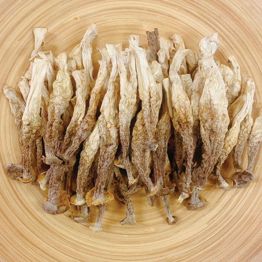 鹿茸菇
