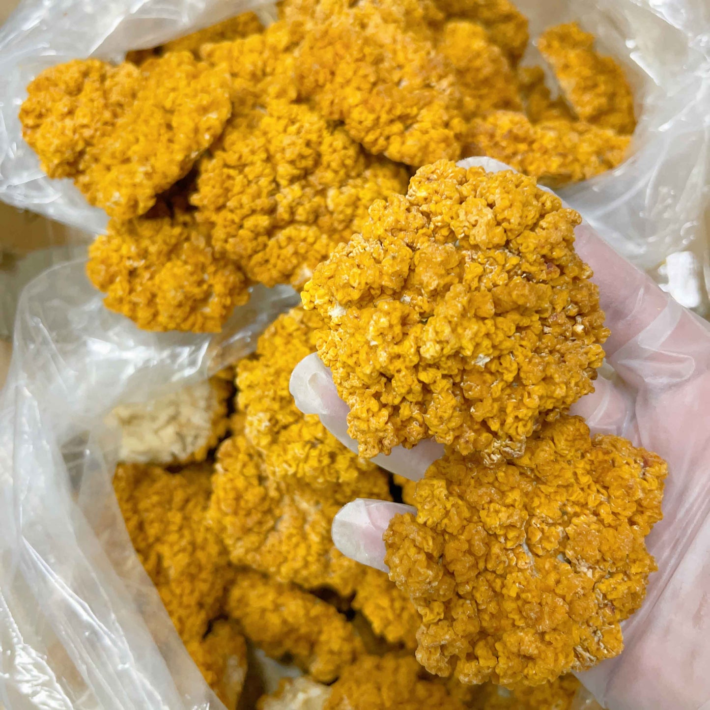 【養生人氣推薦❗買5送一❗平均$90/包】特大黃耳  (180克) - 尚禮參茸海味乾貨