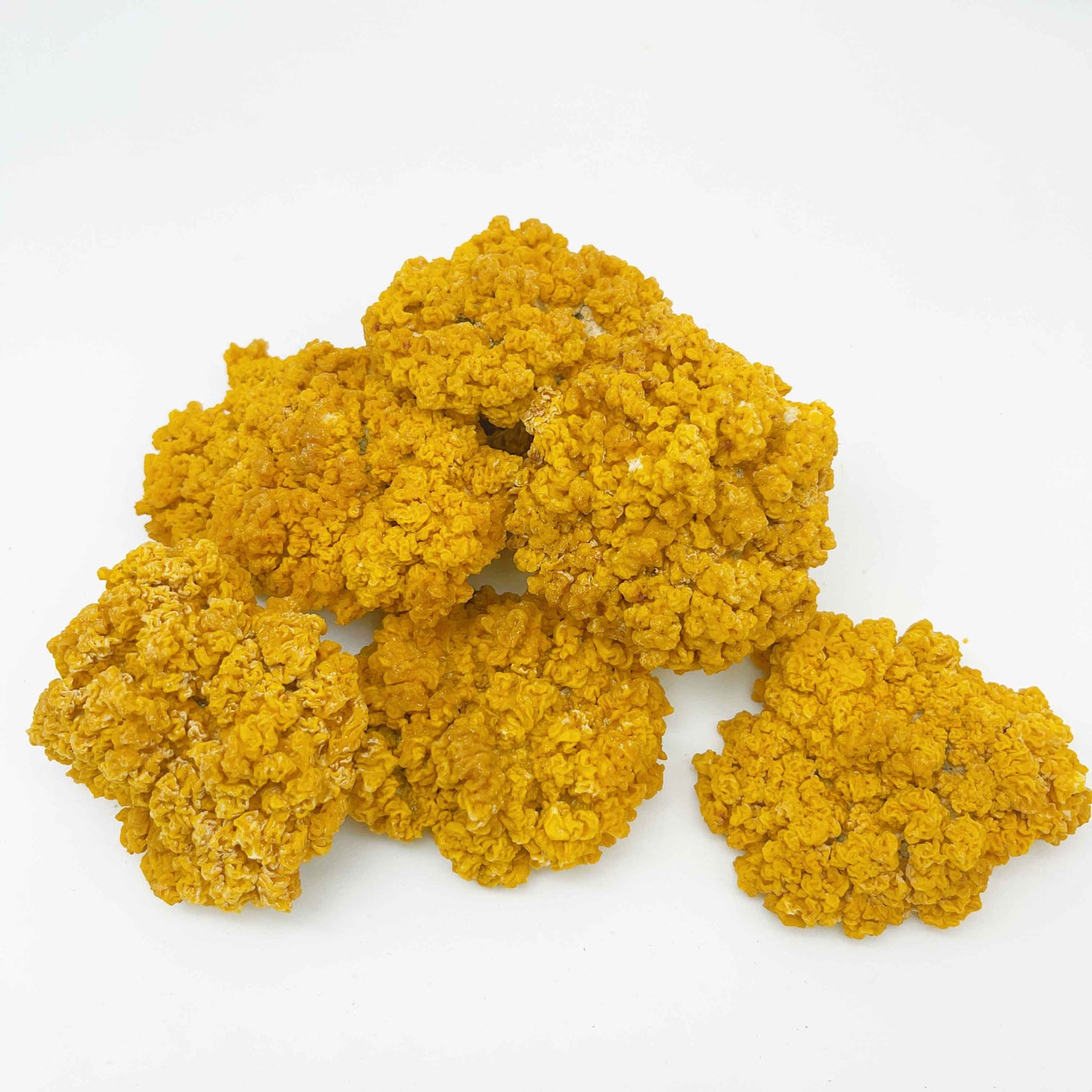 【養生人氣推薦❗買5送一❗平均$90/包】特大黃耳  (180克) - 尚禮參茸海味乾貨