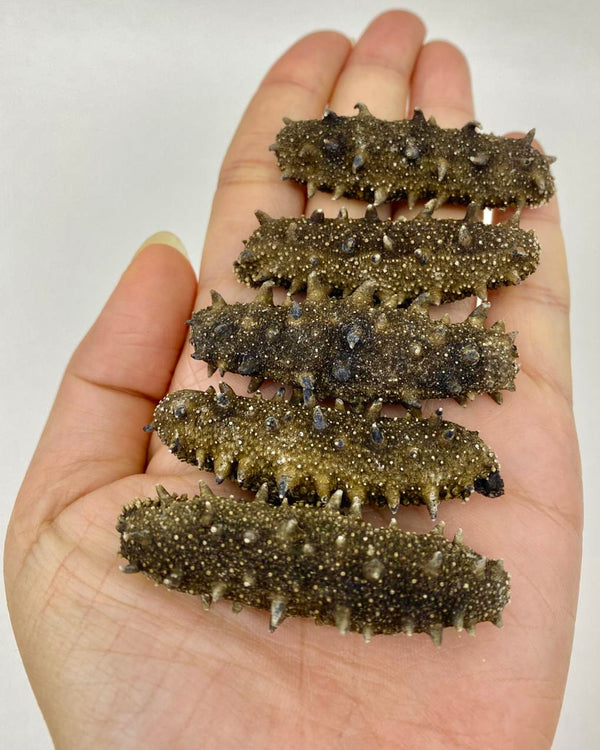 【補腎益精❗人氣推薦❗買5包平均$730/包】特選遼參  (100克)（約10-20條）（泡發13倍）