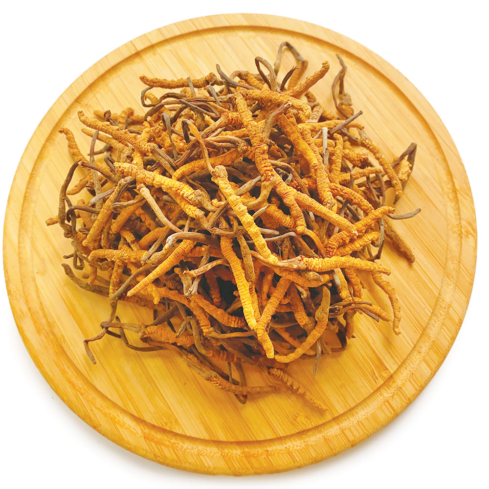 西藏野生特級冬蟲夏草 中 10克/18.5克/37.5克 | 御品匯 Royal Collective
Tibetan Wild Premium Cordyceps Medium Grade 10g 18.5g 37.5g | Royal Collective
