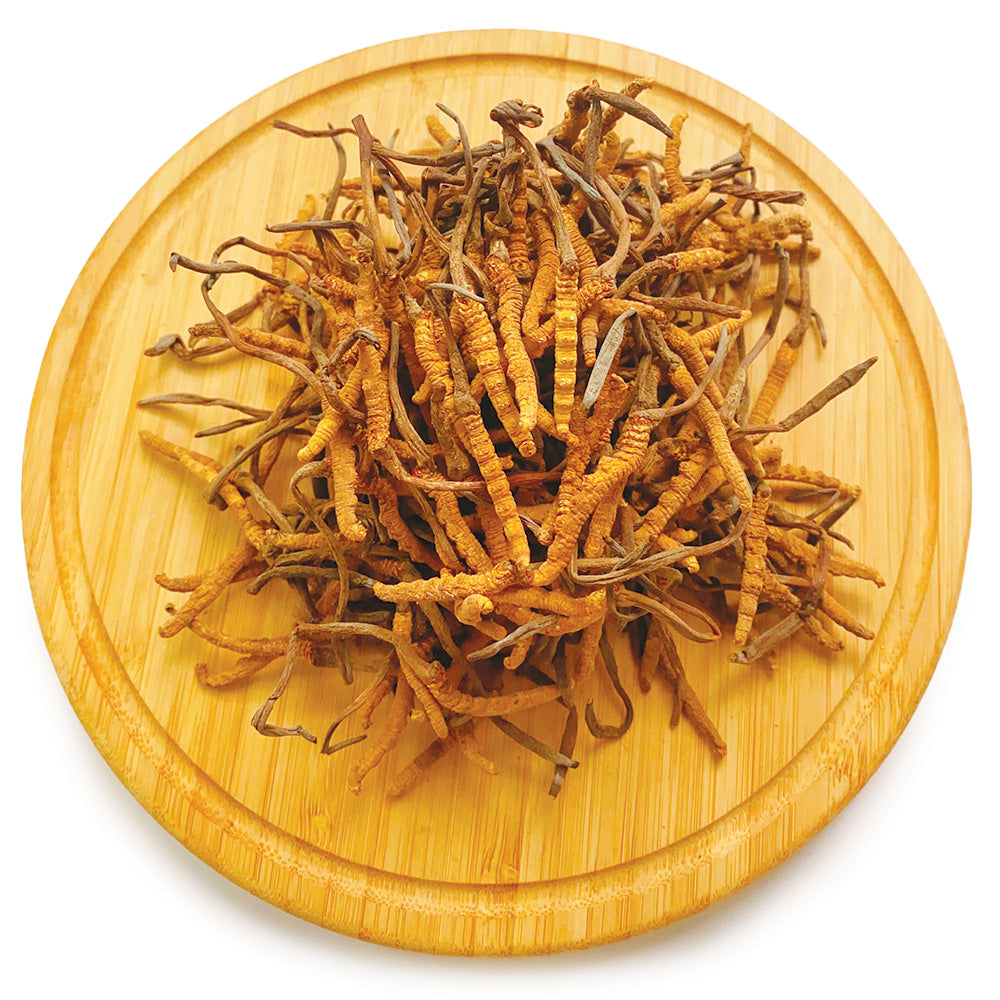西藏野生精選冬蟲夏草 大 10克/18.5克/37.5克 | 御品匯 Royal Collective
Tibetan Wild Select Cordyceps Large Grade 10g 18.5g 37.5g | Royal Collective